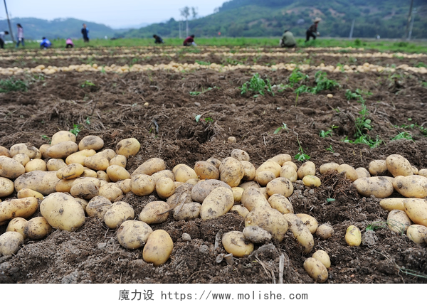地理收获的土豆在马铃薯的字段中收获